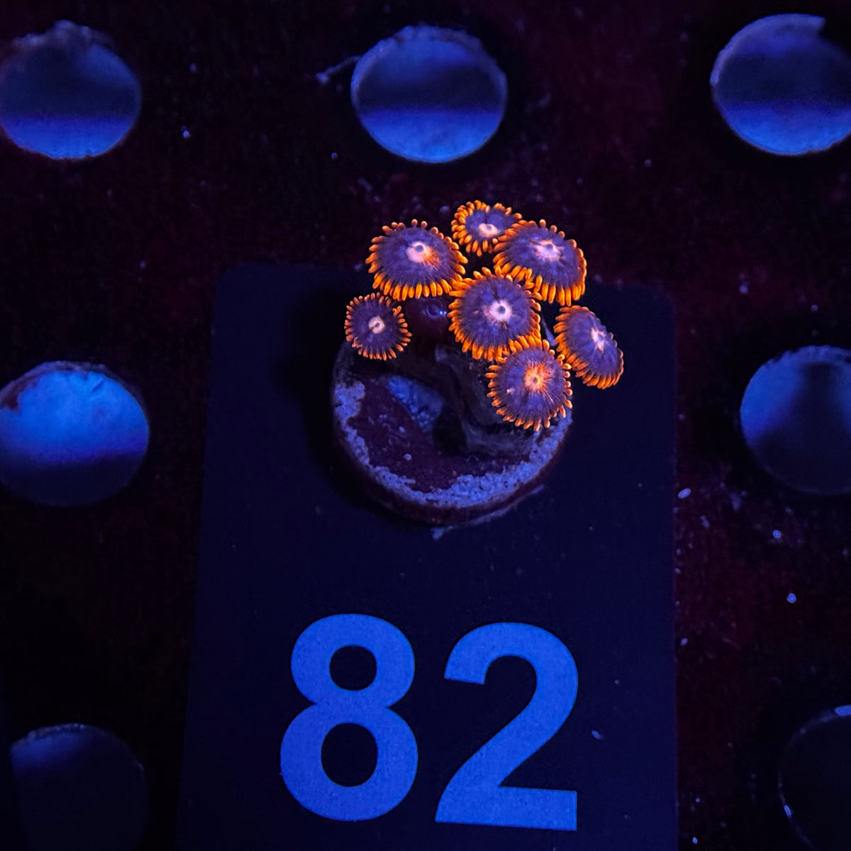 Zoanthids
