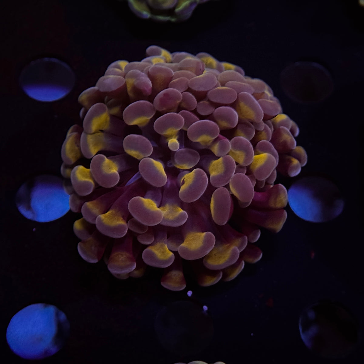 Day Glow Hammer