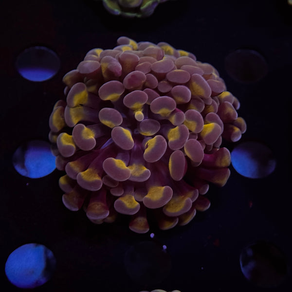 Day Glow Hammer