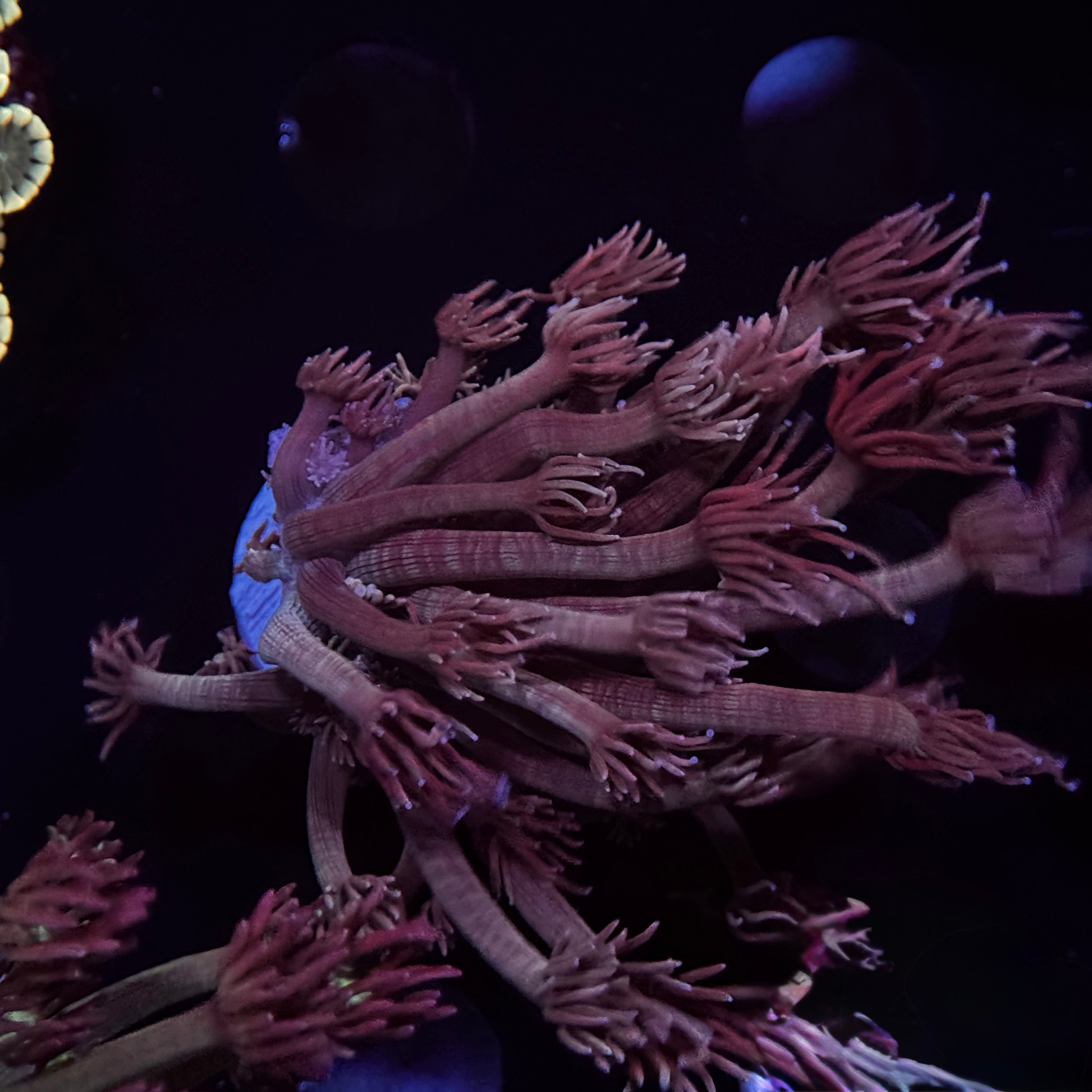 Long Tentacle Goniopora
