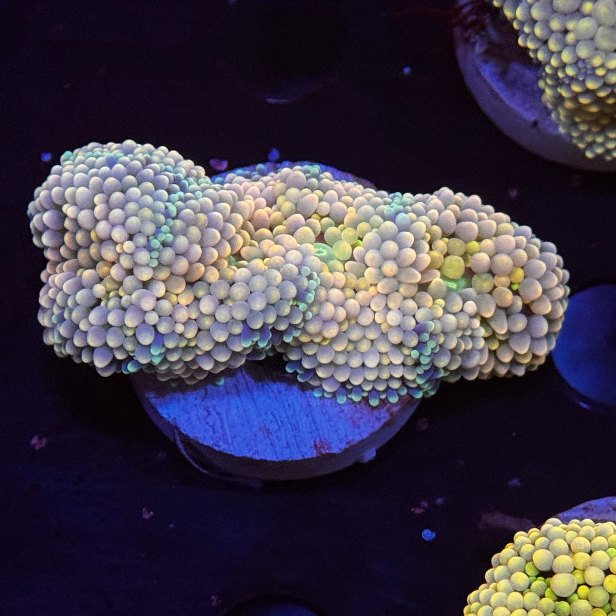 XL Rainbow Ricordea Mushroom
