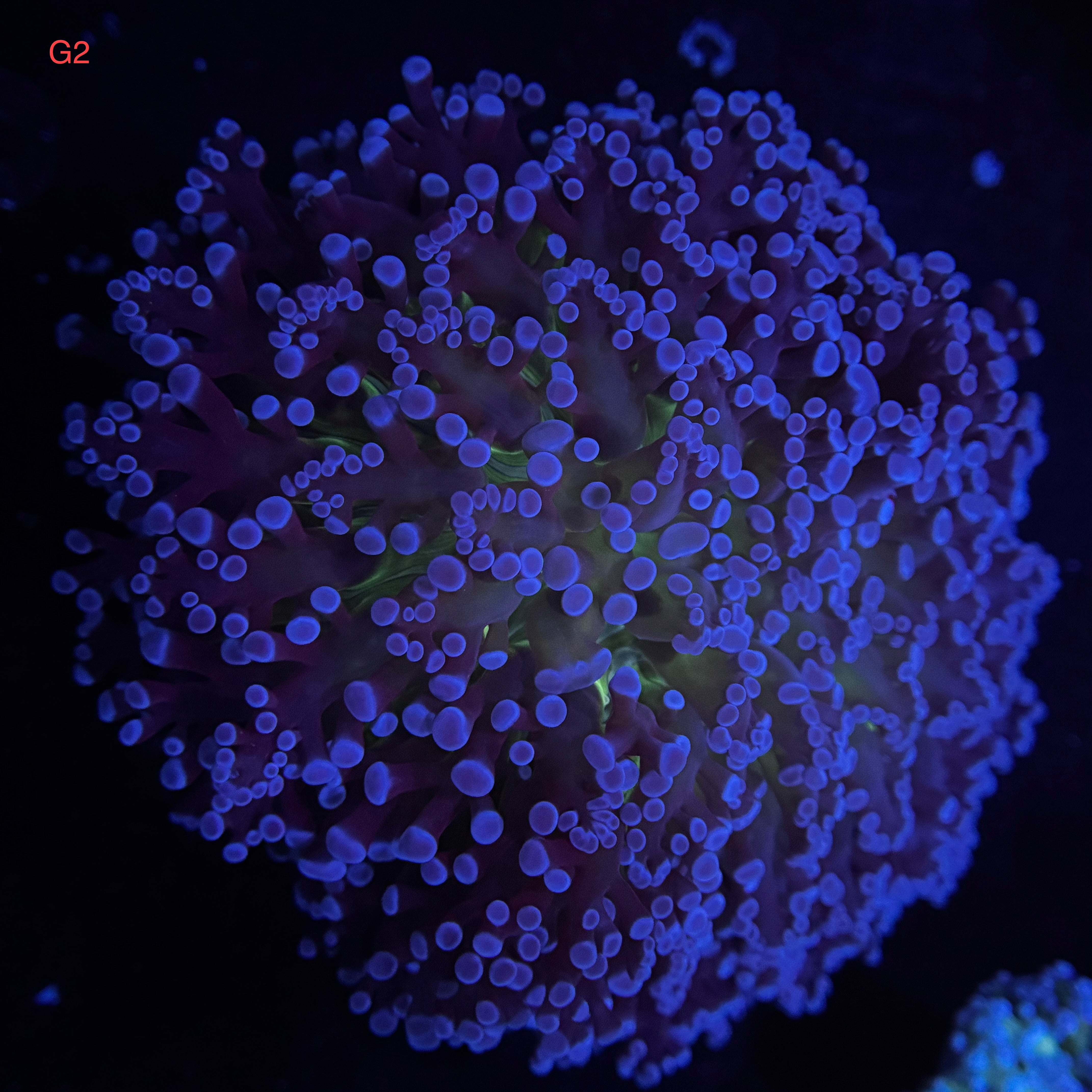Deep Blue, Green Center Kingspawn