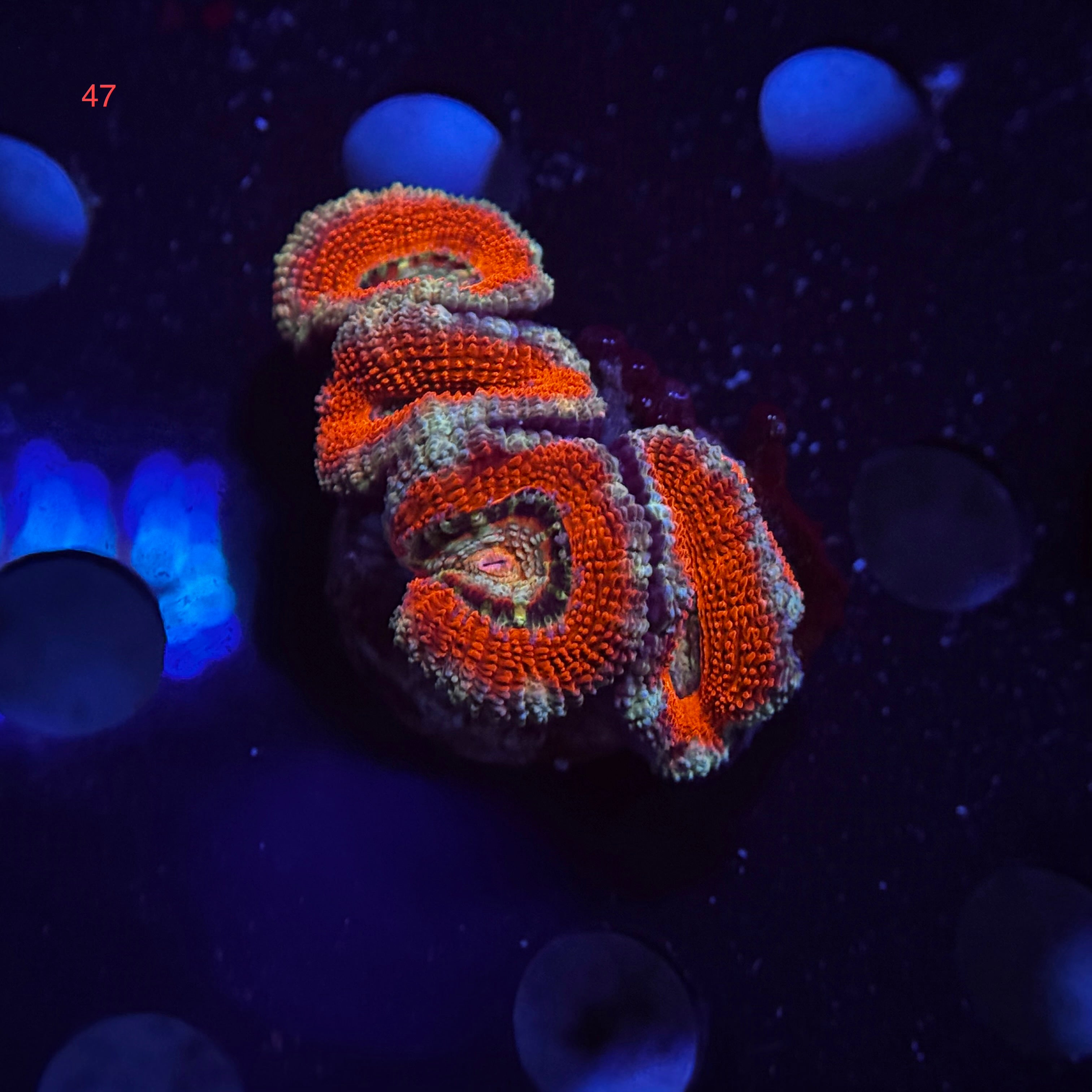 Red Acan Lord
