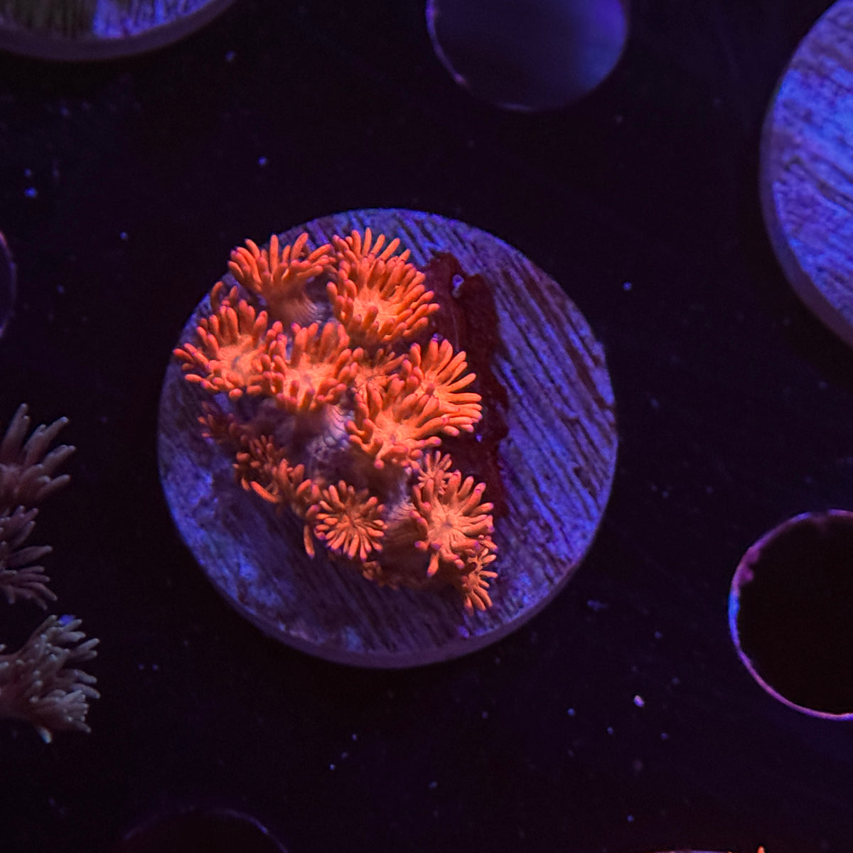 Orange Crush Goniopora