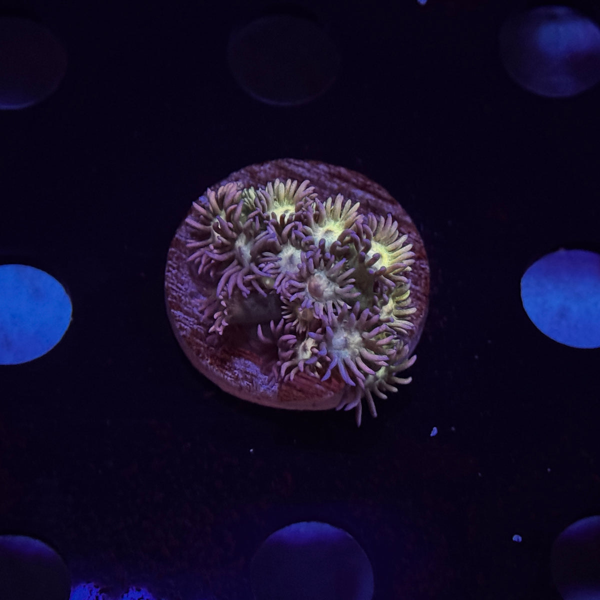 Rainbow Goniopora