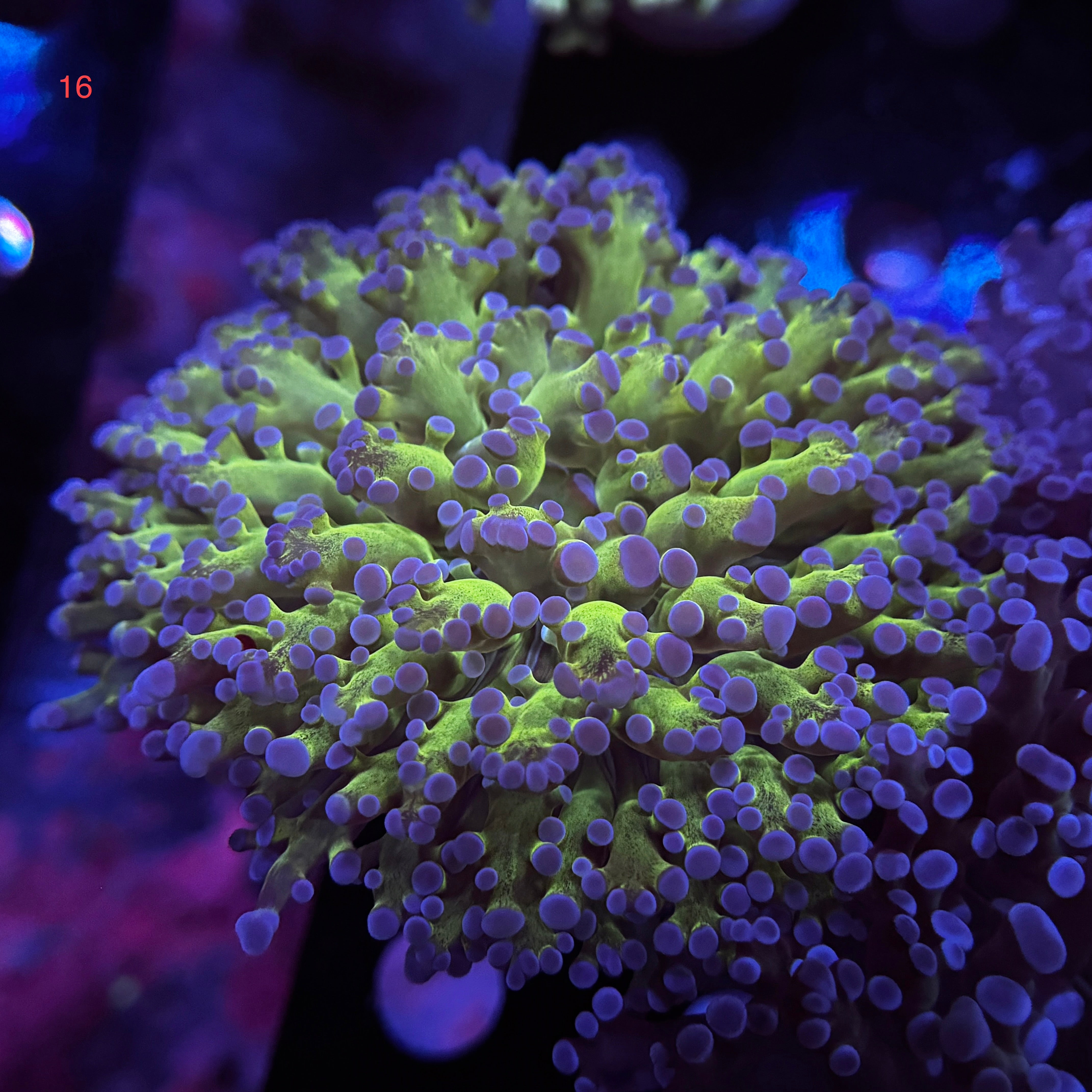Bicolor Kingspawn
