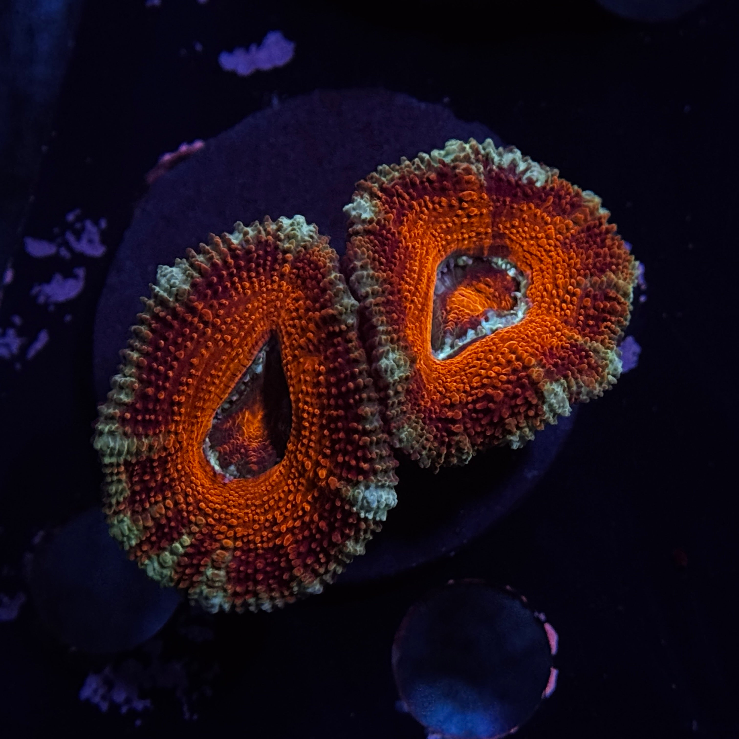 Red Acan Lord
