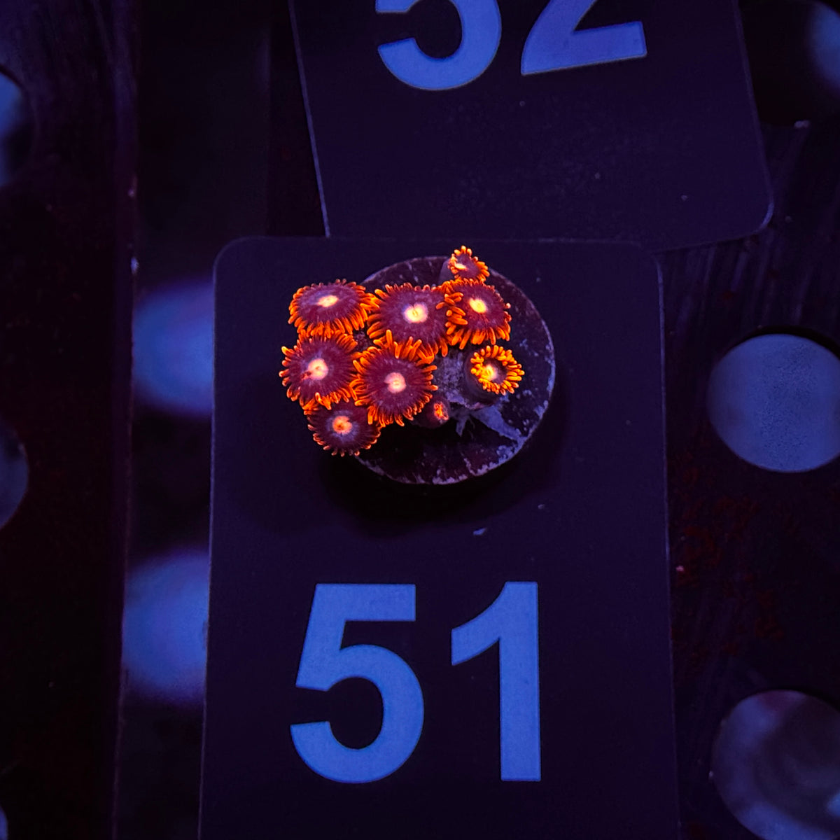 Spider Man Zoanthids