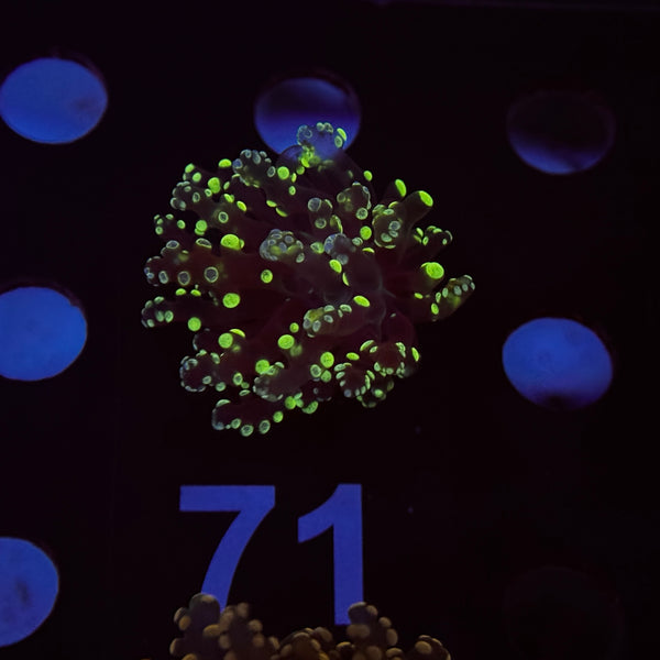 Green Splatter Frogspawn