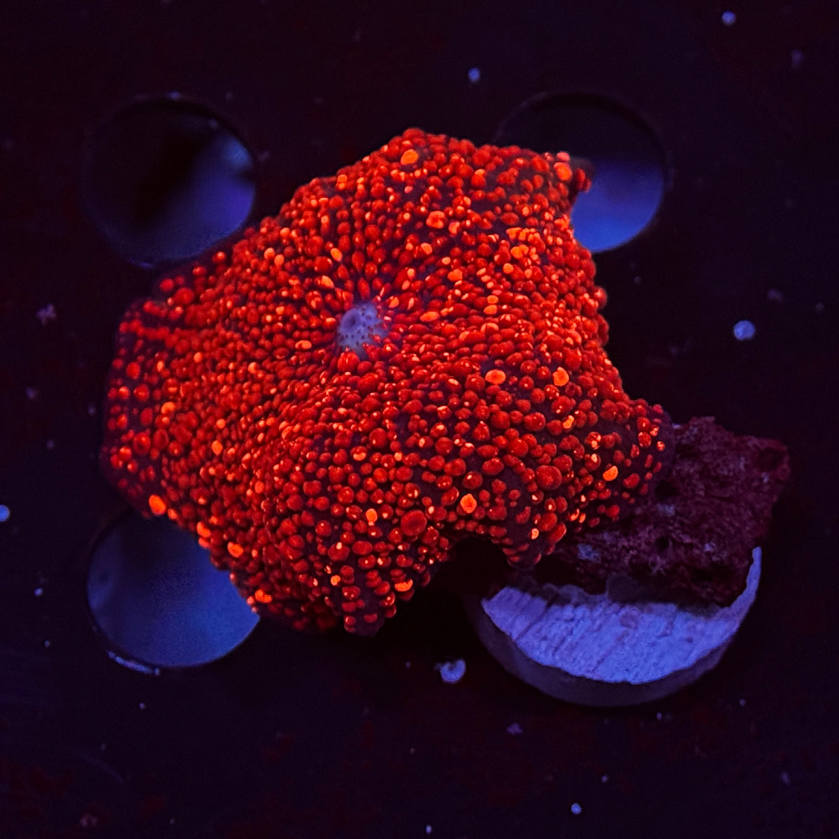 Cherry Red Interstellar Mushroom