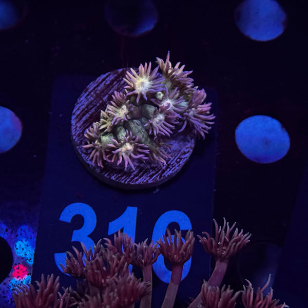 Rainbow Goniopora