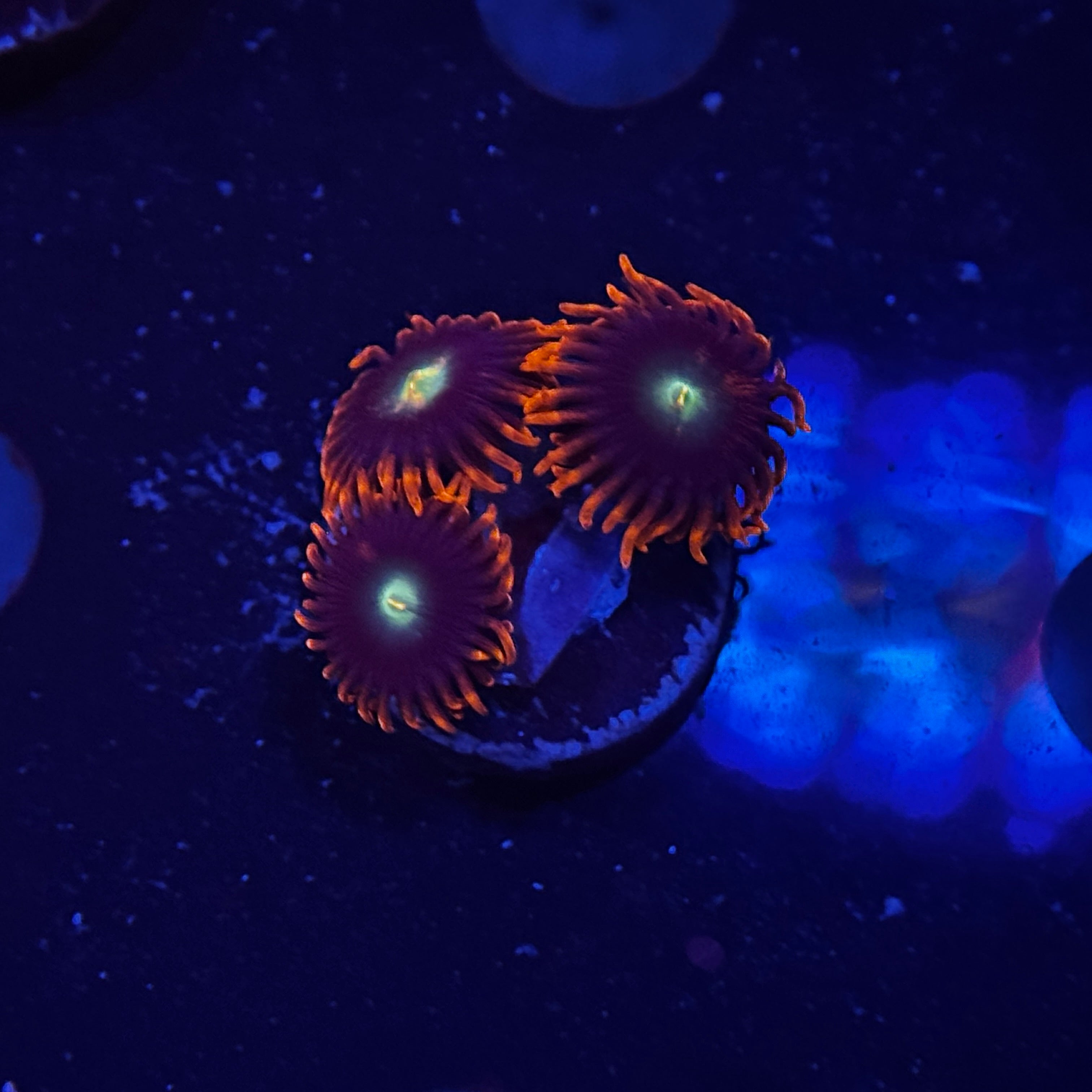 Punk Rockers Zoanthids