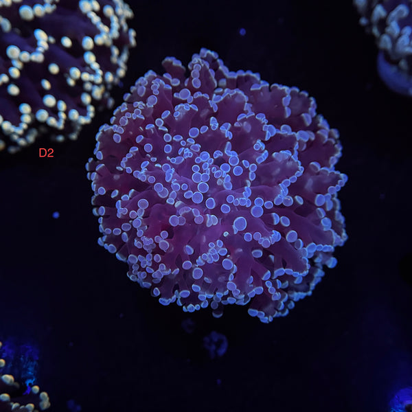 Metallic Blue Kingspawn