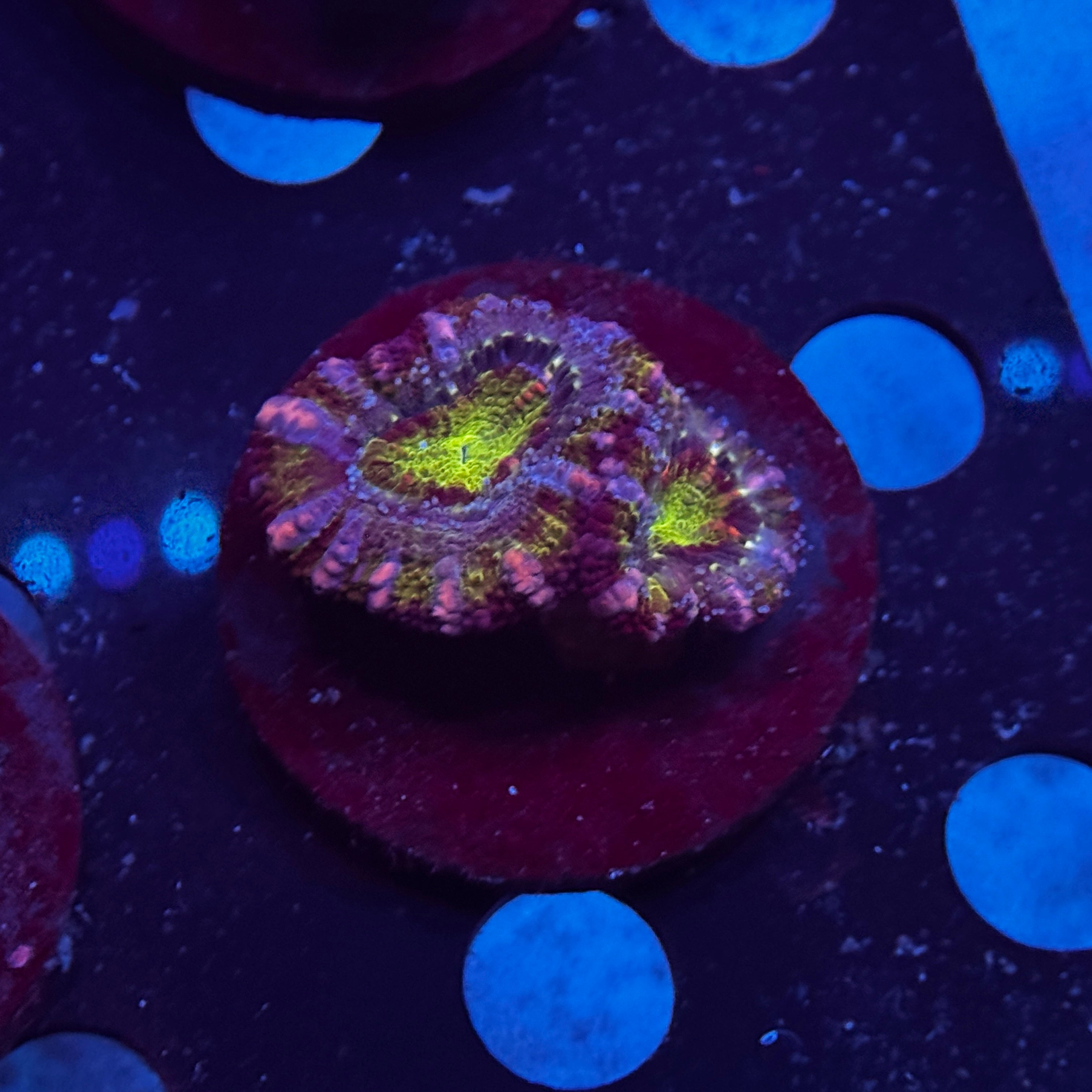 Green Acan Lord