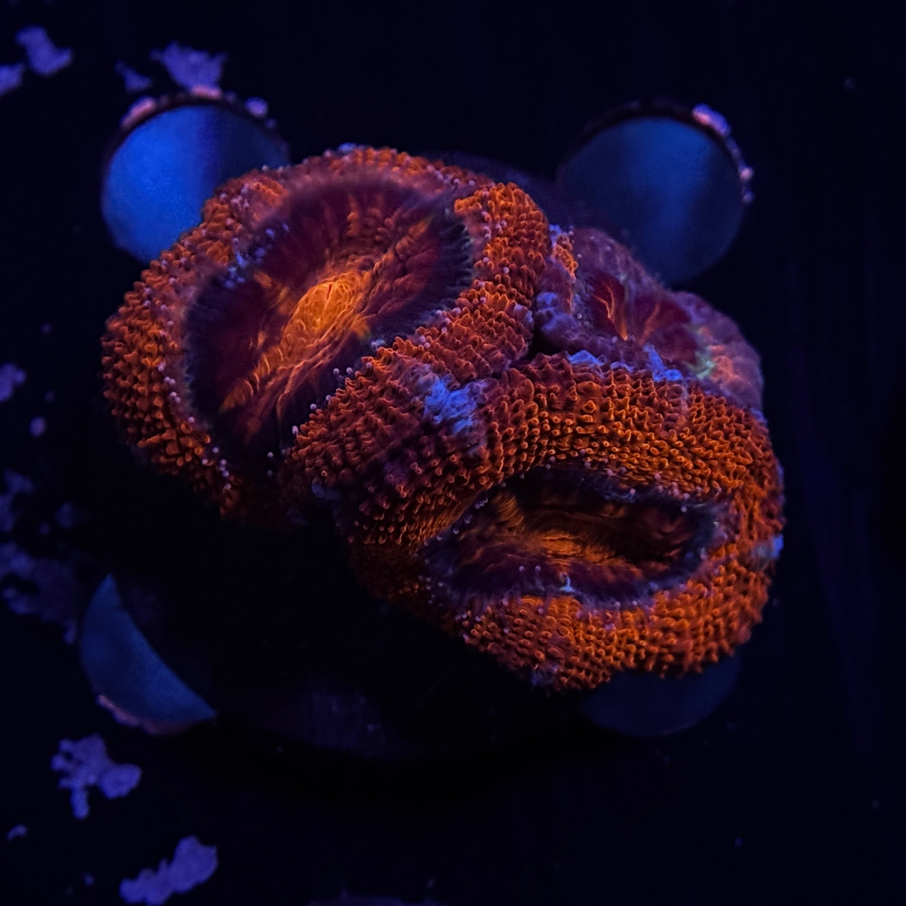 Red Acan Lord