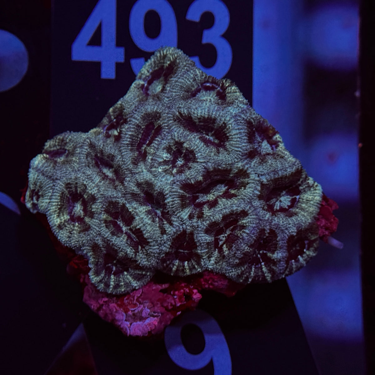 Sully Monster Acan Micromussa