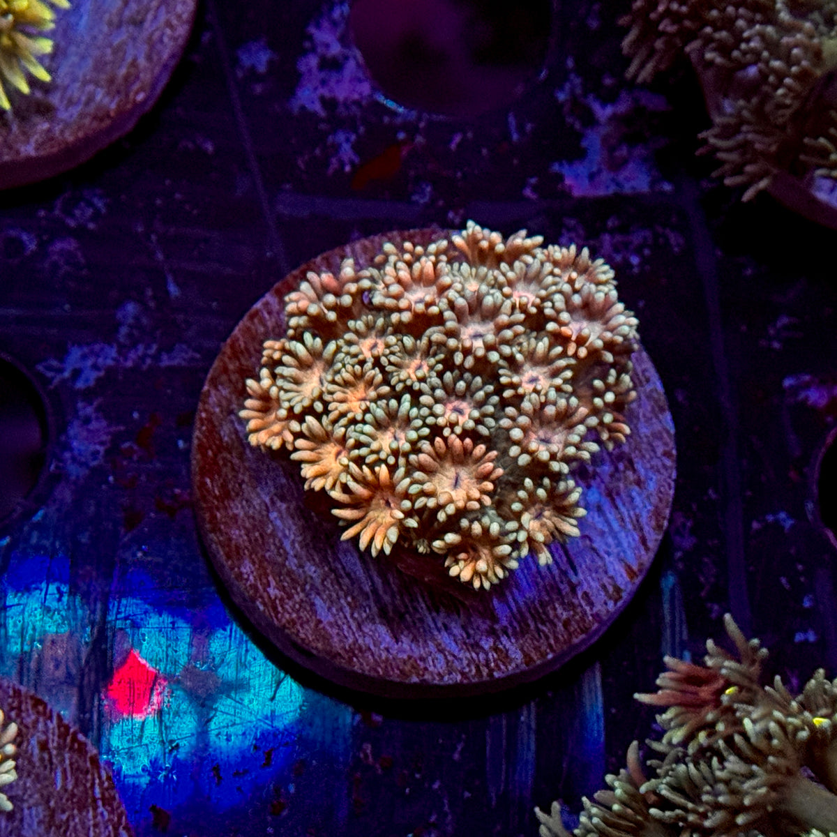 Rainbow Goniopora