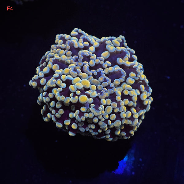 Golden Kingspawn