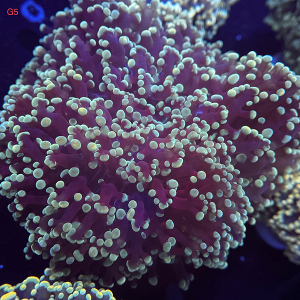 Rusty Sapphire Kingspawn