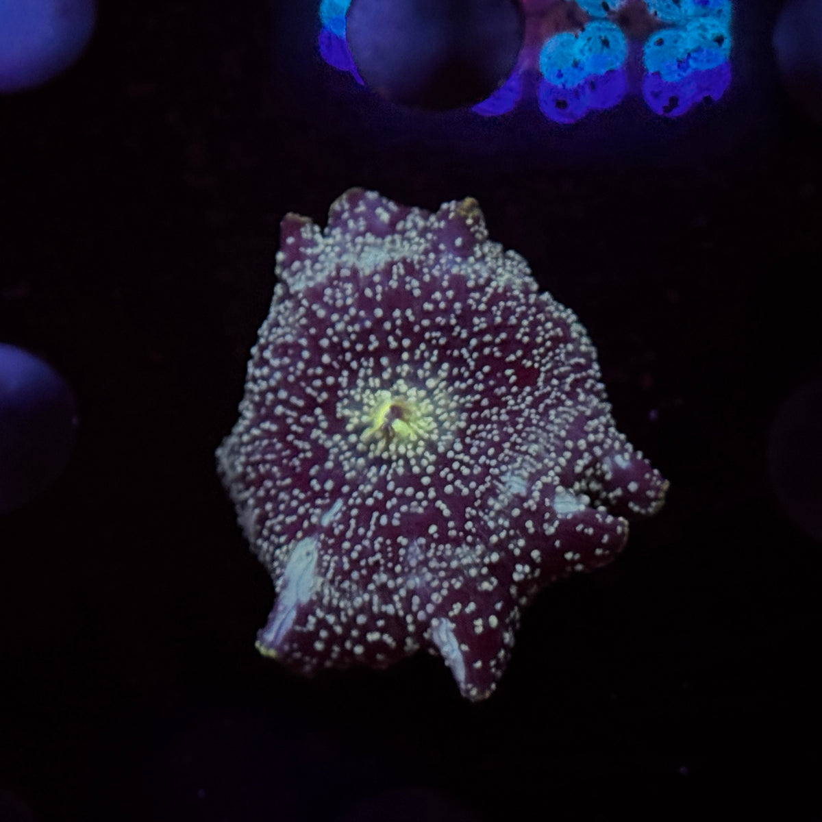 Cosmic Stardust Discosoma Mushroom