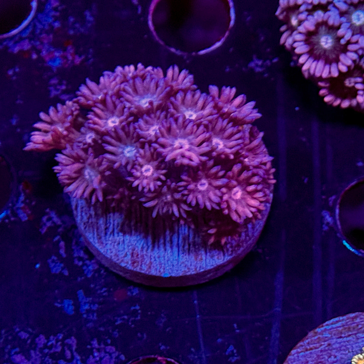Purple Goniopora