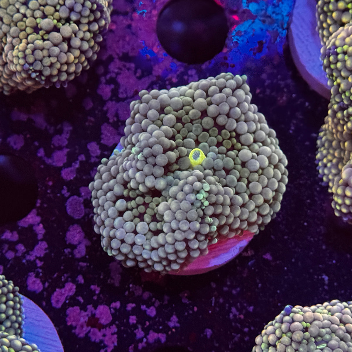 Rainbow Ricordea Mushroom