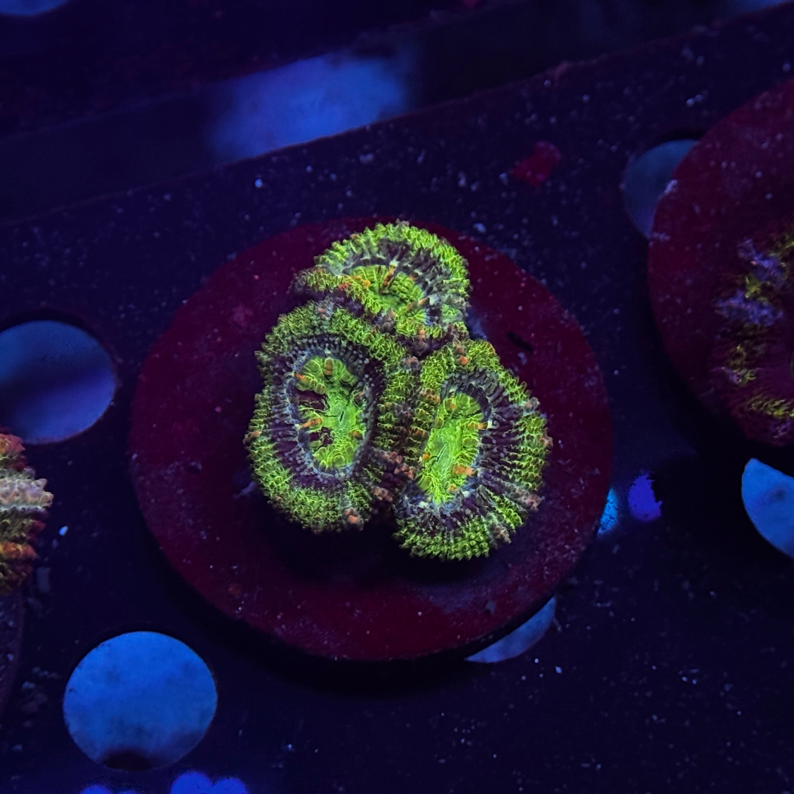 Green Acan Lord