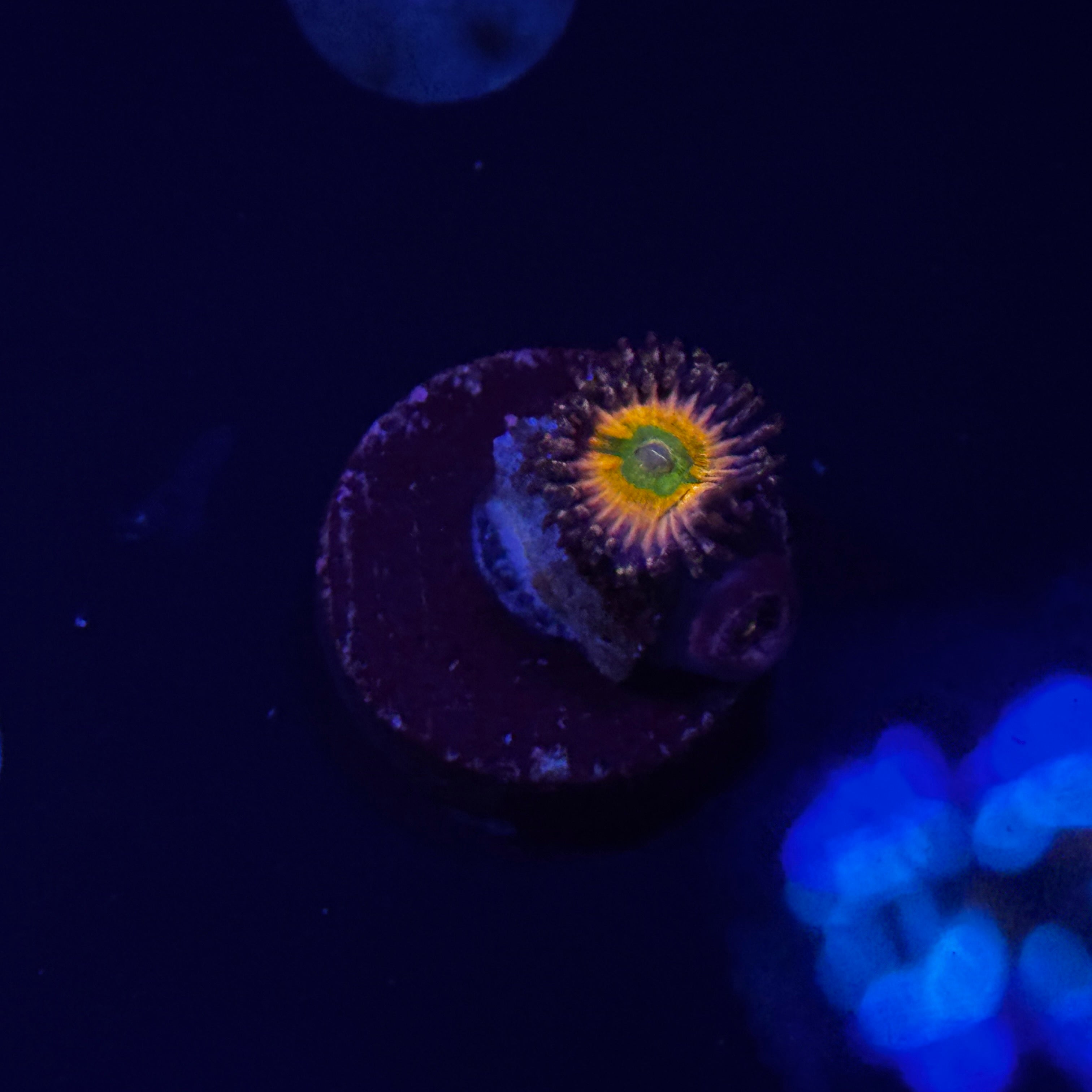 Rainbow Infusion Zoanthids