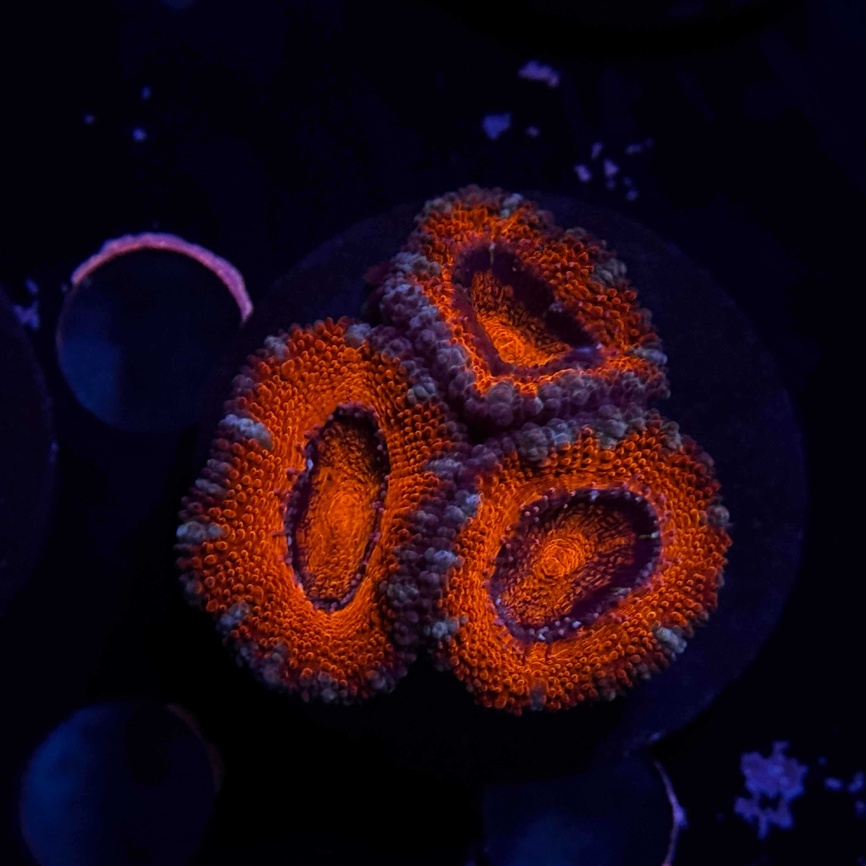 Red Acan Lord