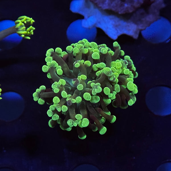Green Splatter Hammer