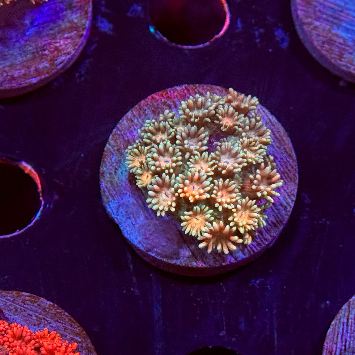 Rainbow Goniopora
