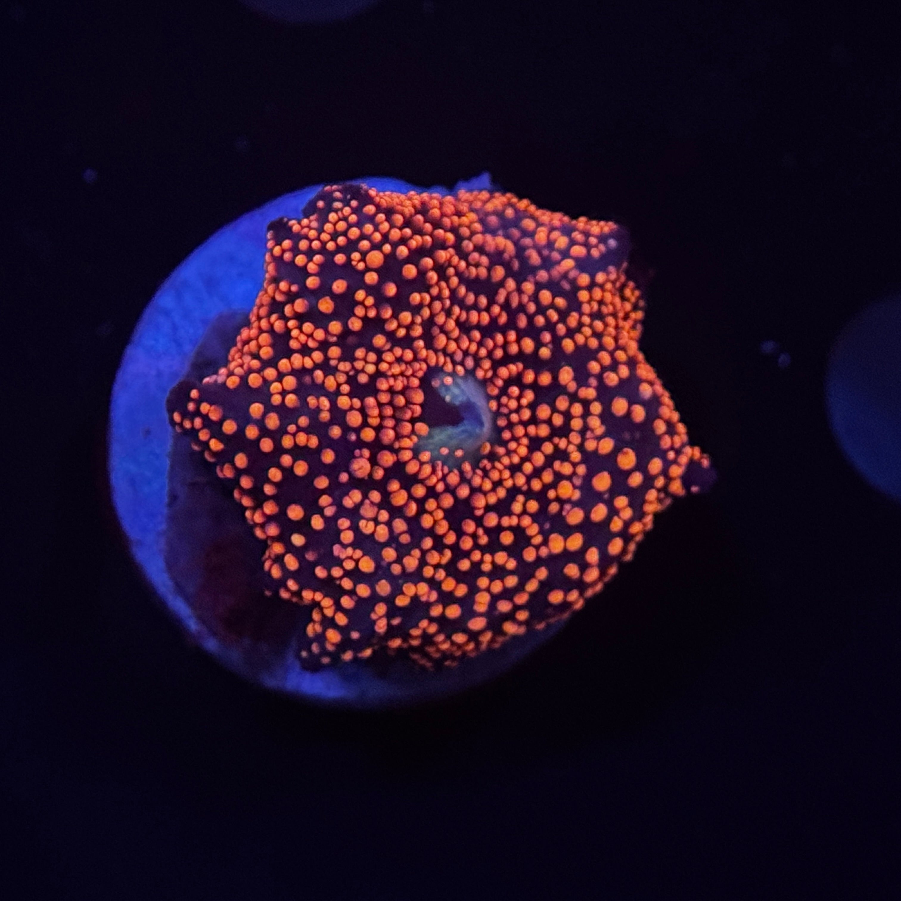 Pink Interstellar Mushroom