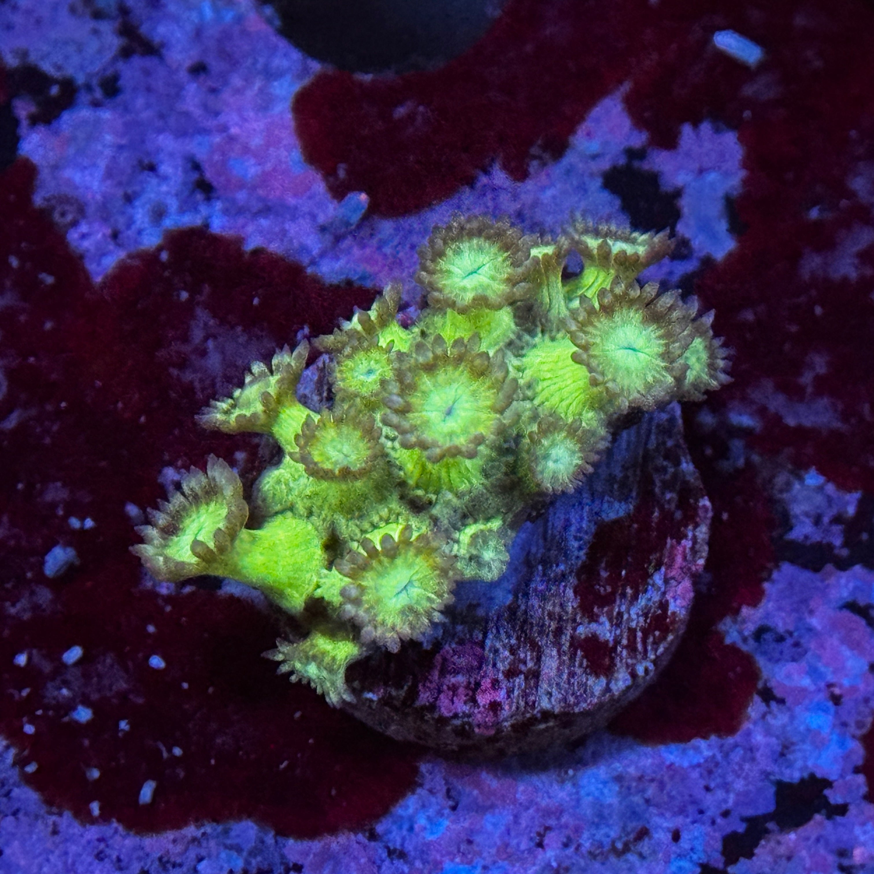 Green Goniopora