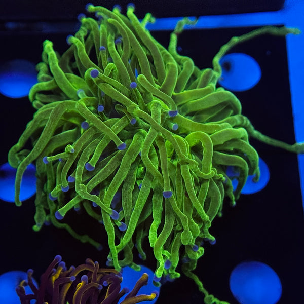 Ultra Neon Green Todds Torch