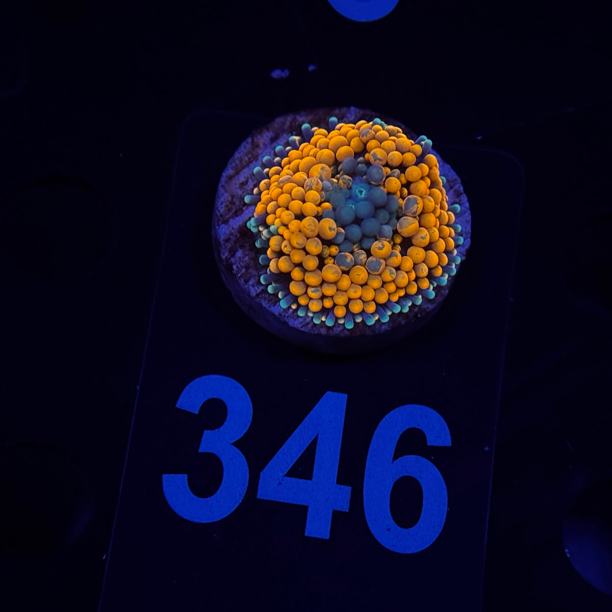 Ultra Orange Belize Ricordea Mushroom