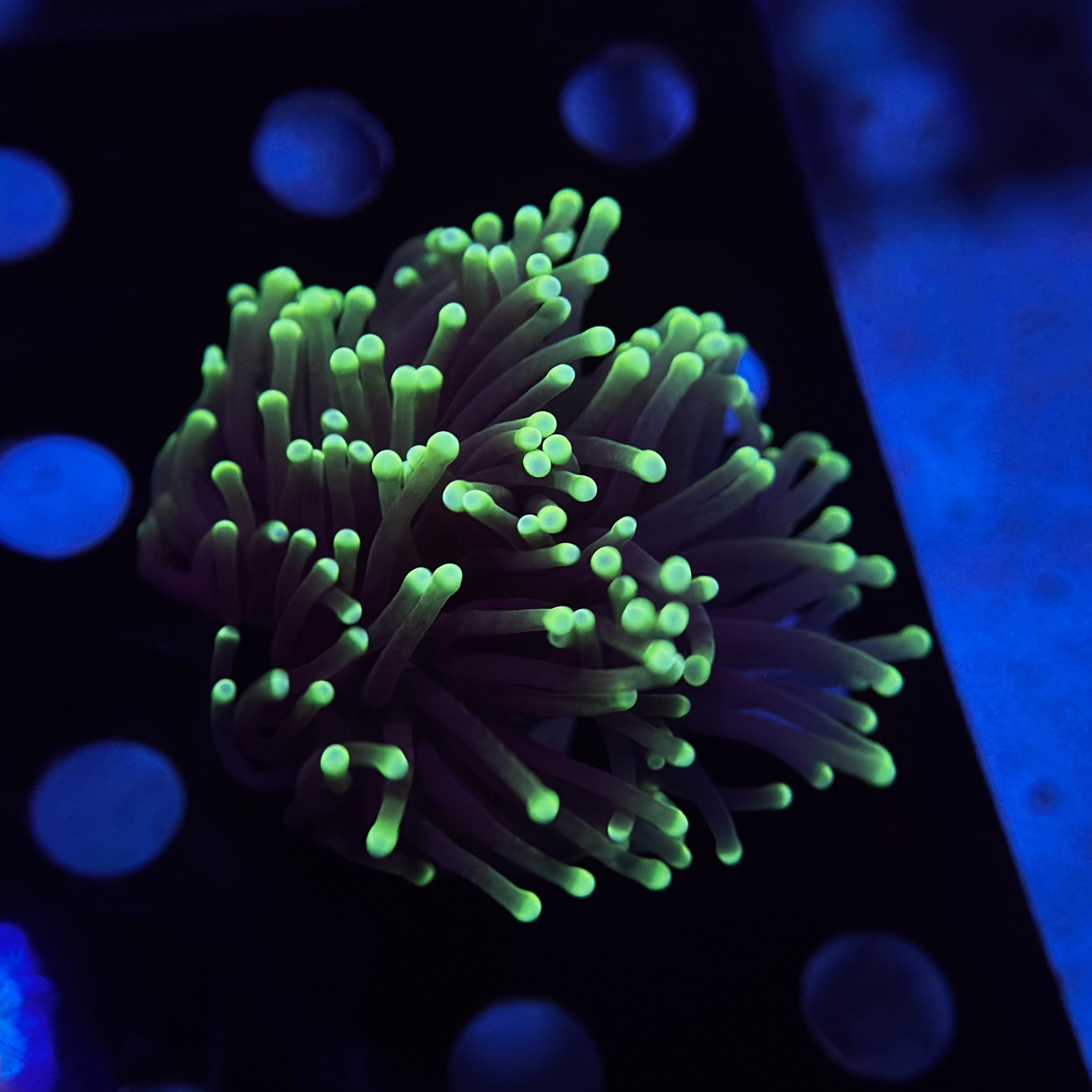 Aussie Highlighter Torch