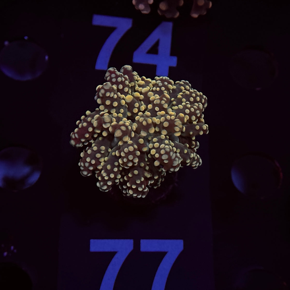 Yellow Yaeyamaensis Frogspawn