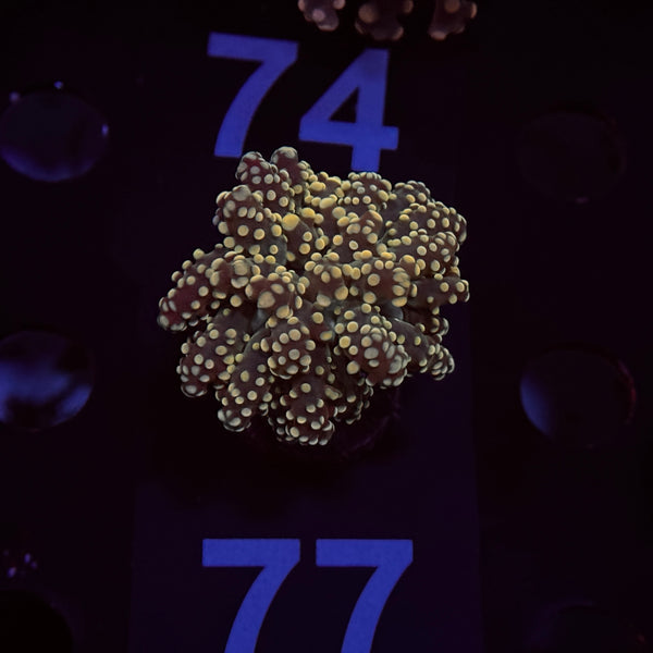 Yellow Yaeyamaensis Frogspawn