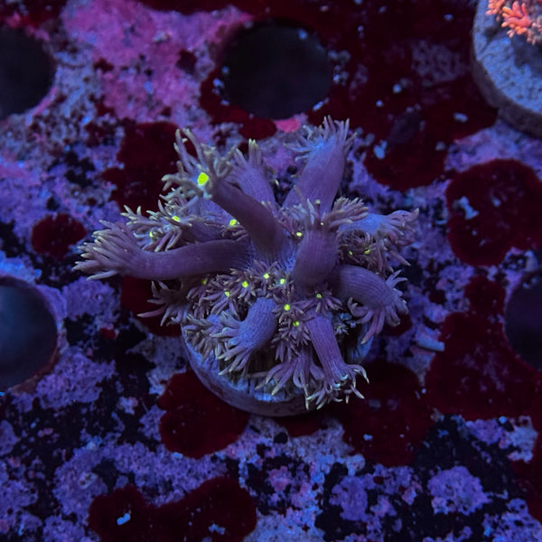 Starry Night Goniopora