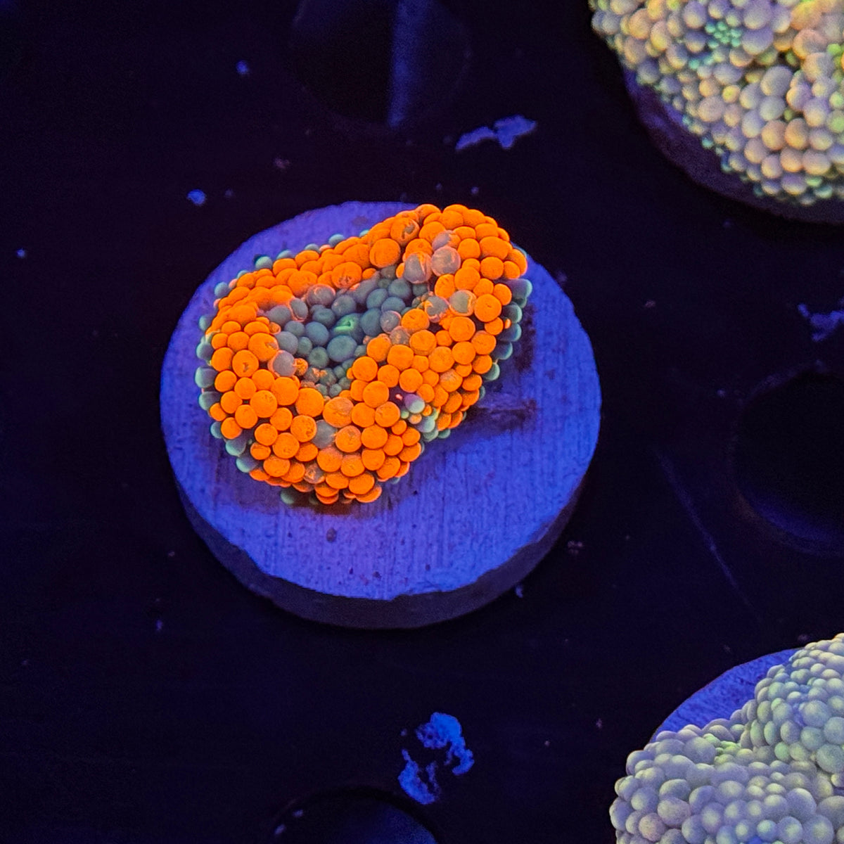 Neon Orange Ricordea Mushroom
