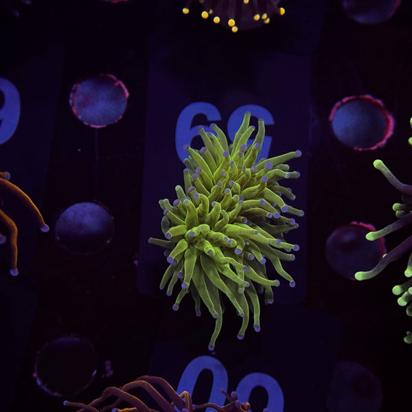Neon Green Todds Torch