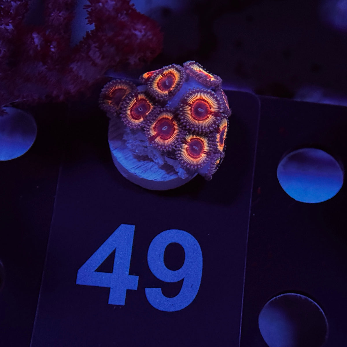 Zoanthids