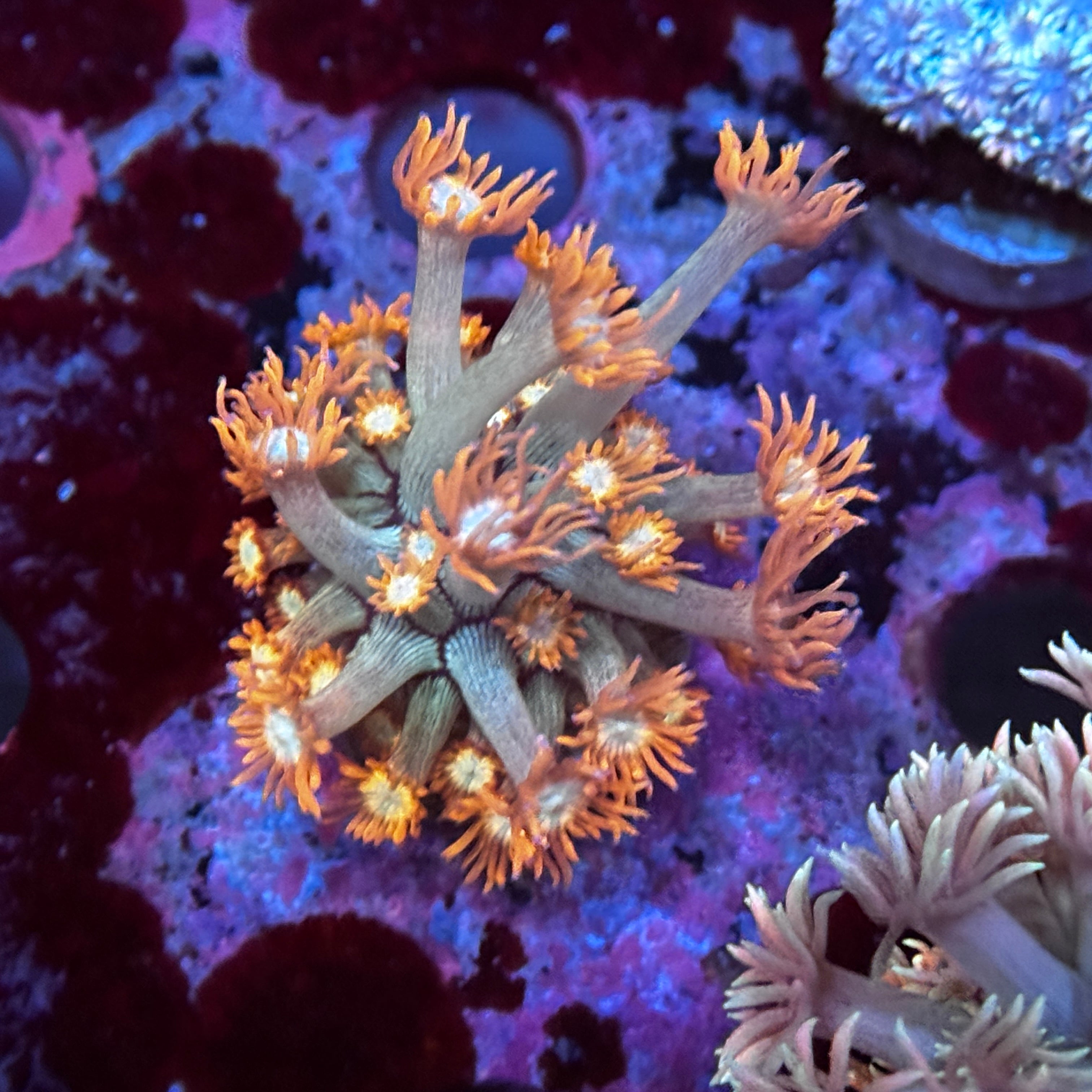 Valentine Goniopora