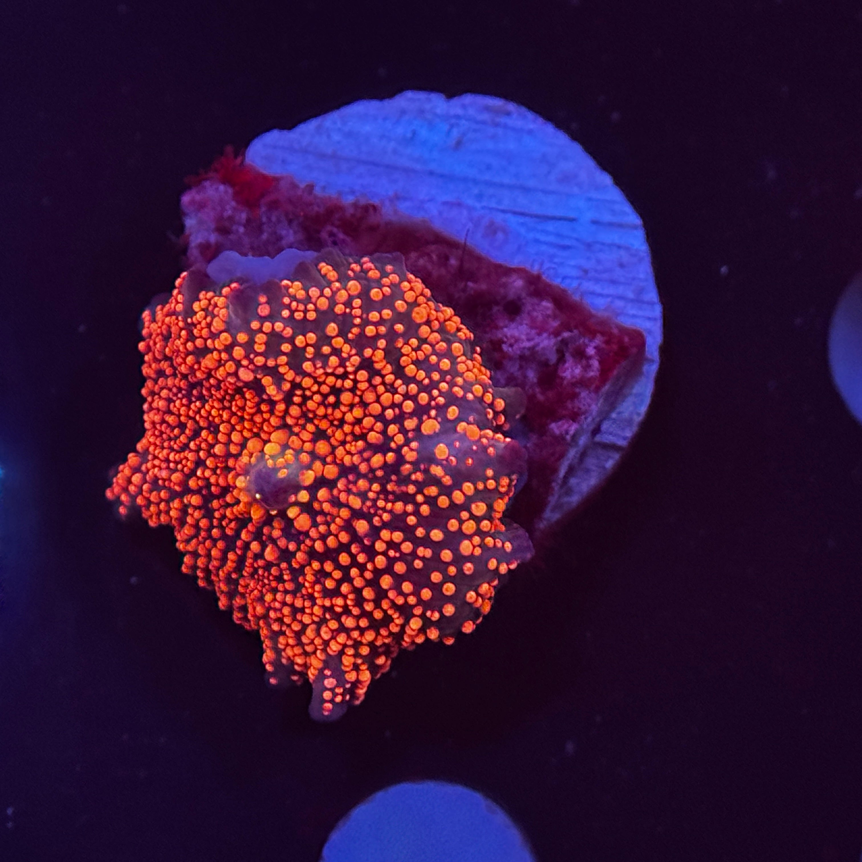 Pink Interstellar Mushroom