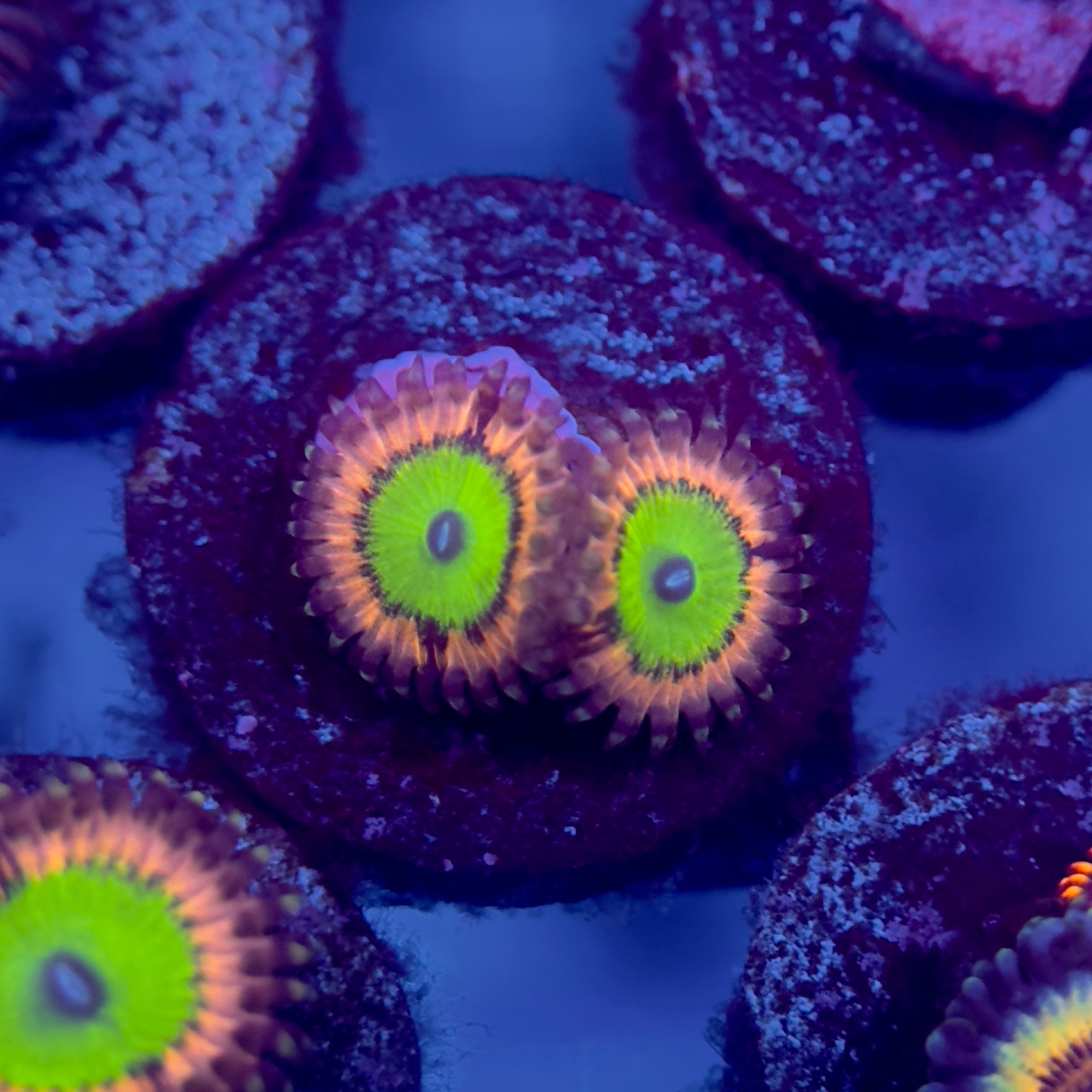 Pink Hippo Zoanthids