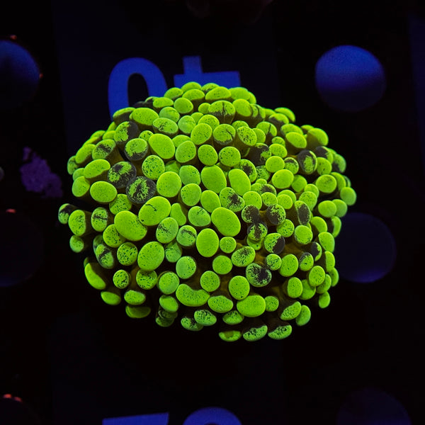 Neon Green Splatter Hammer