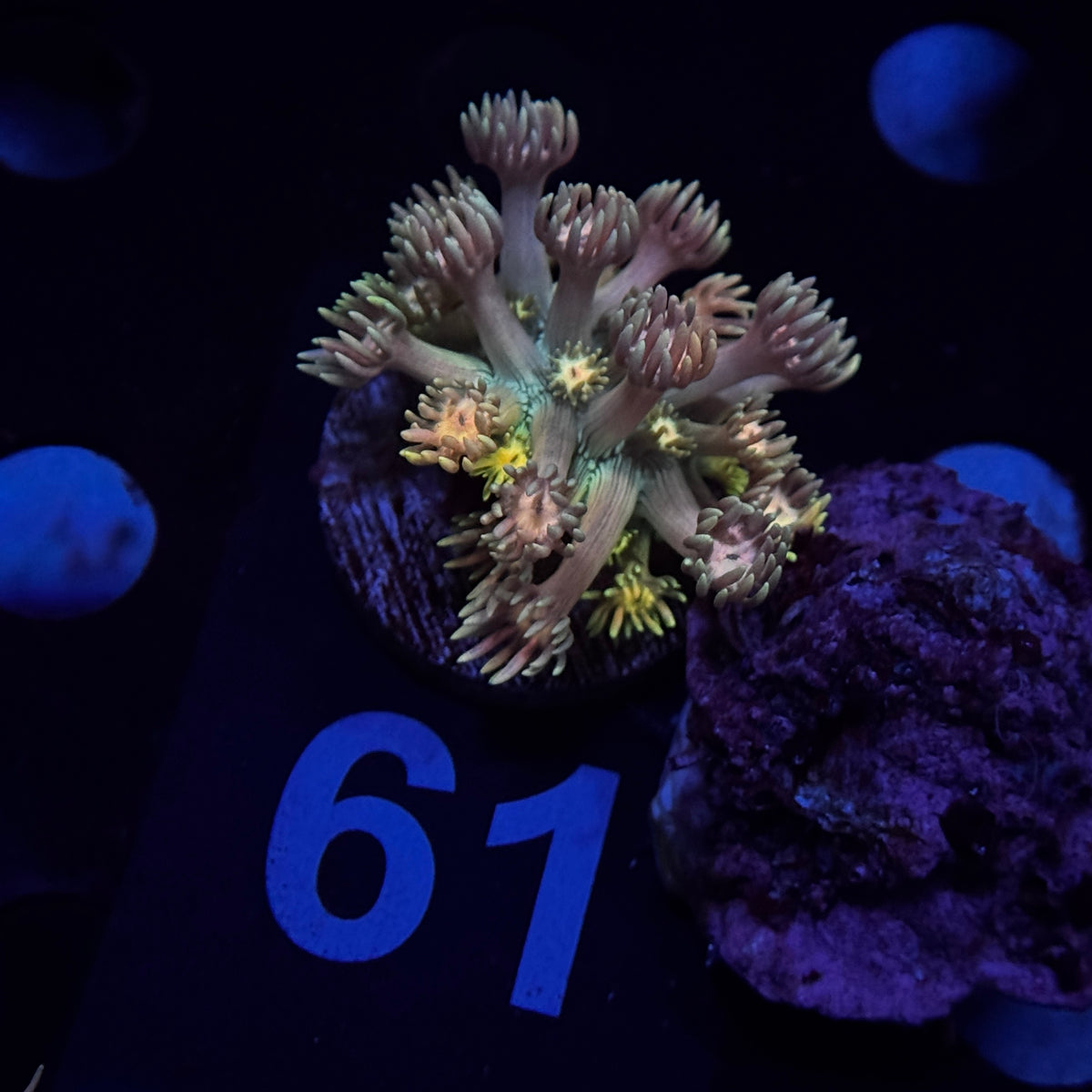 Sherbet Goniopora