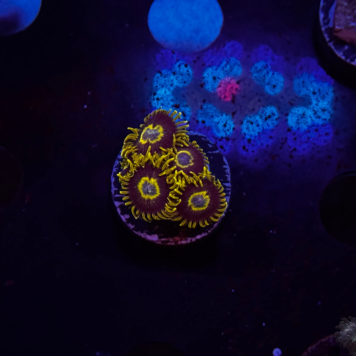 Zoanthids