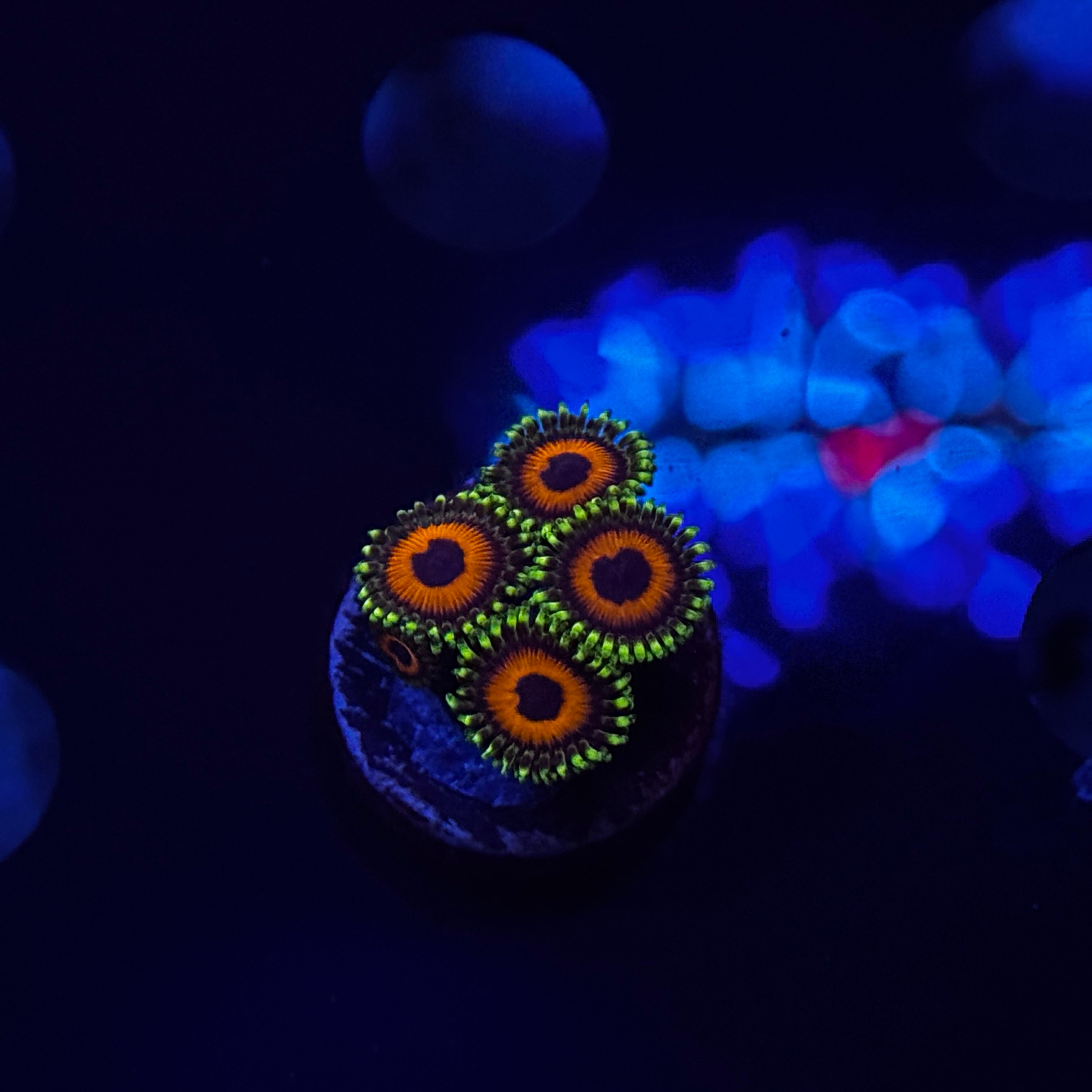 Whammin Watermellon Zoanthids