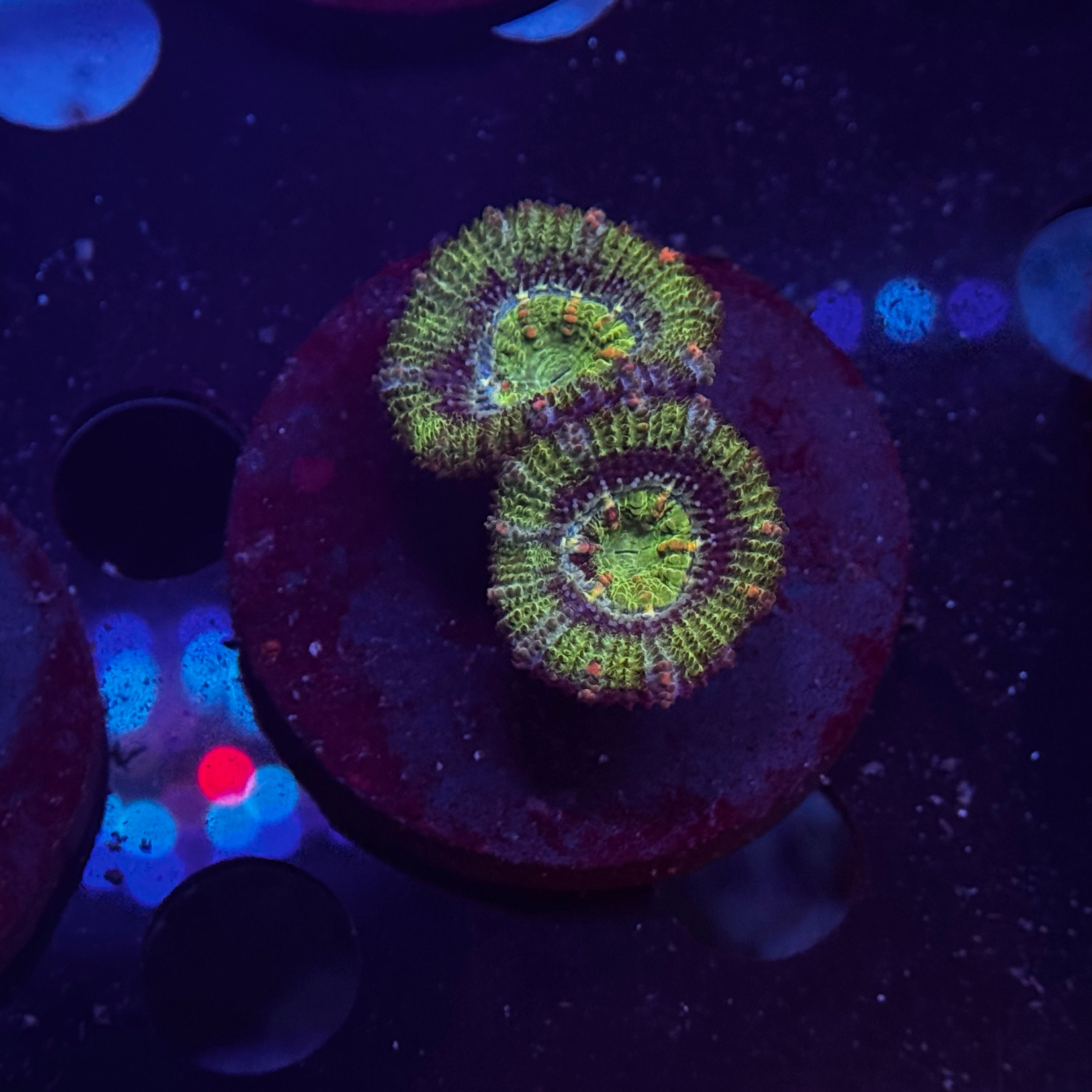 Green Acan Lord